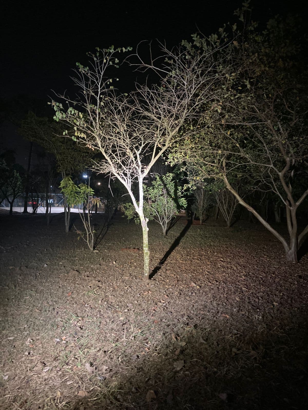 Praça arborizada durante a busca noturna pela aliança perdida